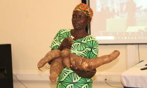 A cassava farmer from Busia district showcasing the size of Cassava from her harvest during the Open Access week presentation at the Faculty of Engineering Library on 20th October 2024
